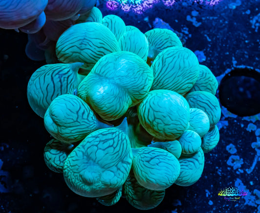 Bubble Coral- Green 4cm Bubble Coral- Green 4cm LPS Bubble Coral- Green 4cm Zeo Box Reef