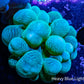 Bubble Coral- Green 4cm Bubble Coral- Green 4cm LPS Bubble Coral- Green 4cm Zeo Box Reef