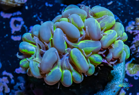 Bubble Coral- Purple and Green Blotchy Frag WYSIWYG Bubble Coral- Purple and Green Blotchy Frag WYSIWYG LPS Bubble Coral- Purple and Green Blotchy Frag WYSIWYG Zeo Box Reef