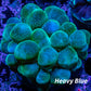 Bubble Coral- WTSIWYG 6cm Bubble Coral- WTSIWYG 6cm LPS Bubble Coral- WTSIWYG 6cm Zeo Box Reef