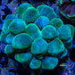 Bubble Coral- WTSIWYG 6cm Bubble Coral- WTSIWYG 6cm LPS Bubble Coral- WTSIWYG 6cm Zeo Box Reef