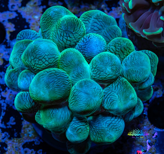 Bubble Coral- WTSIWYG 6cm Bubble Coral- WTSIWYG 6cm LPS Bubble Coral- WTSIWYG 6cm Zeo Box Reef