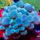 Bubble Coral- WTSIWYG 6cm Bubble Coral- WTSIWYG 6cm LPS Bubble Coral- WTSIWYG 6cm Zeo Box Reef