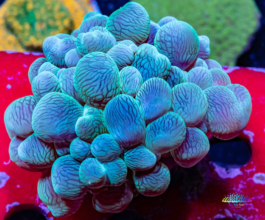 Bubble Coral- WTSIWYG 6cm Bubble Coral- WTSIWYG 6cm LPS Bubble Coral- WTSIWYG 6cm Zeo Box Reef