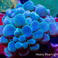 Bubble Coral- WTSIWYG 6cm Bubble Coral- WTSIWYG 6cm LPS Bubble Coral- WTSIWYG 6cm Zeo Box Reef