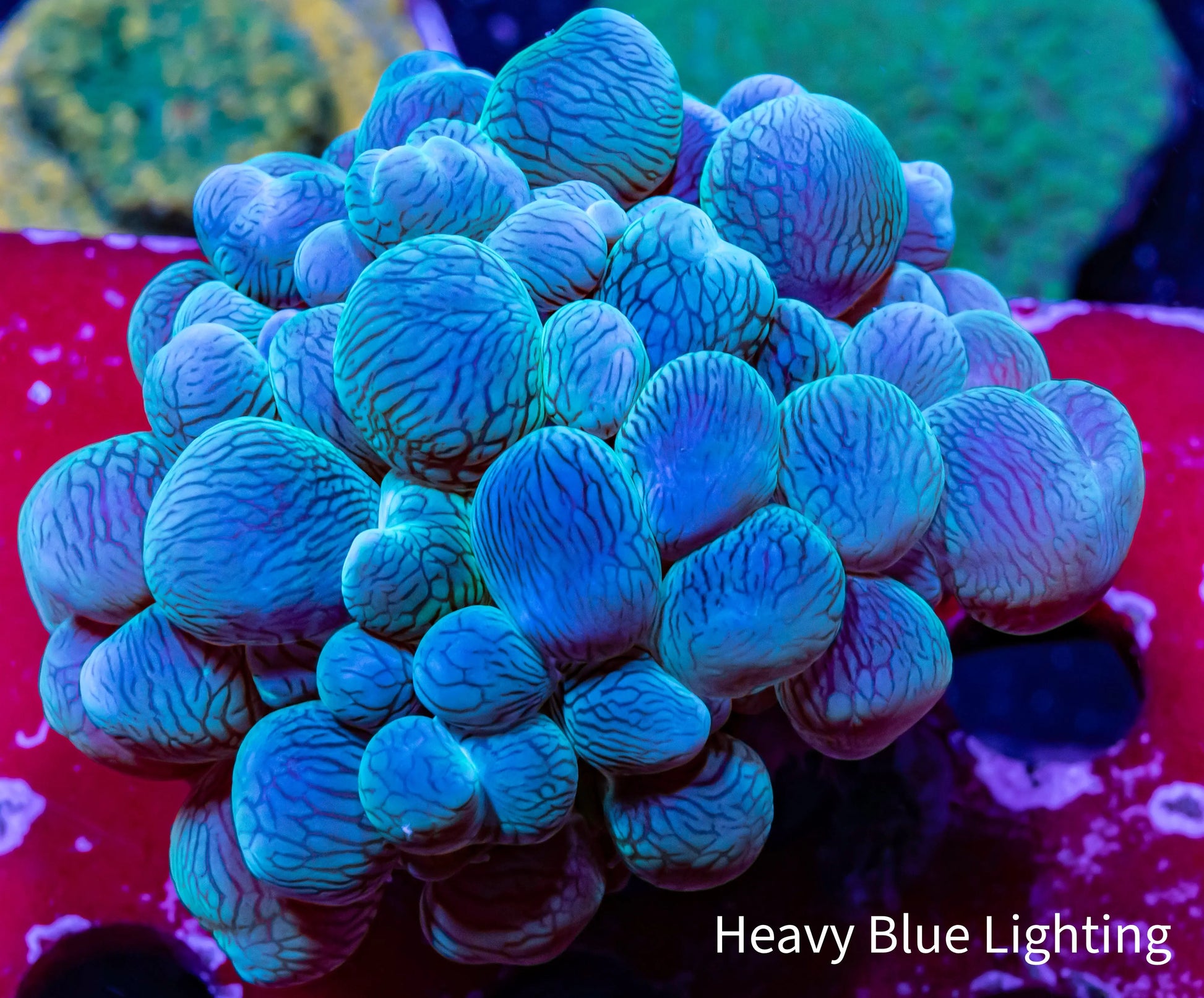 Bubble Coral- WTSIWYG 6cm Bubble Coral- WTSIWYG 6cm LPS Bubble Coral- WTSIWYG 6cm Zeo Box Reef