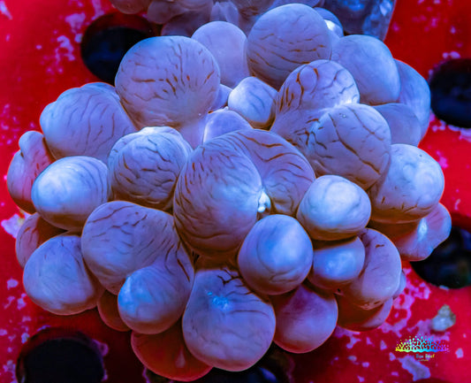 Bubble Coral- WTSIWYG 7cm Bubble Coral- WTSIWYG 7cm LPS Bubble Coral- WTSIWYG 7cm Zeo Box Reef