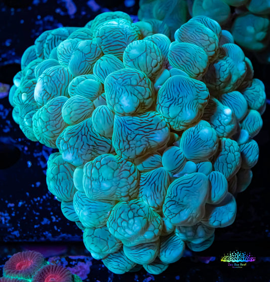 Bubble Coral- Green 6cm Bubble Coral- Green 6cm LPS Bubble Coral- Green 6cm Zeo Box Reef