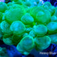 Bubble Coral- Green Frag Bubble Coral- Green Frag LPS Bubble Coral- Green Frag Zeo Box Reef