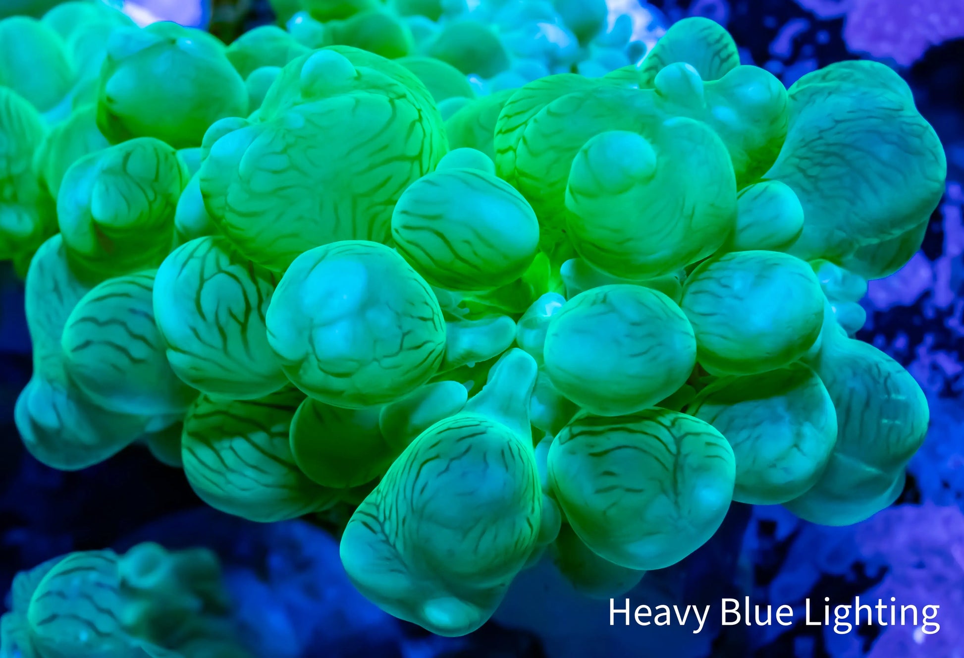 Bubble Coral- Green Frag Bubble Coral- Green Frag LPS Bubble Coral- Green Frag Zeo Box Reef