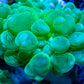 Bubble Coral- Green Frag Bubble Coral- Green Frag LPS Bubble Coral- Green Frag Zeo Box Reef