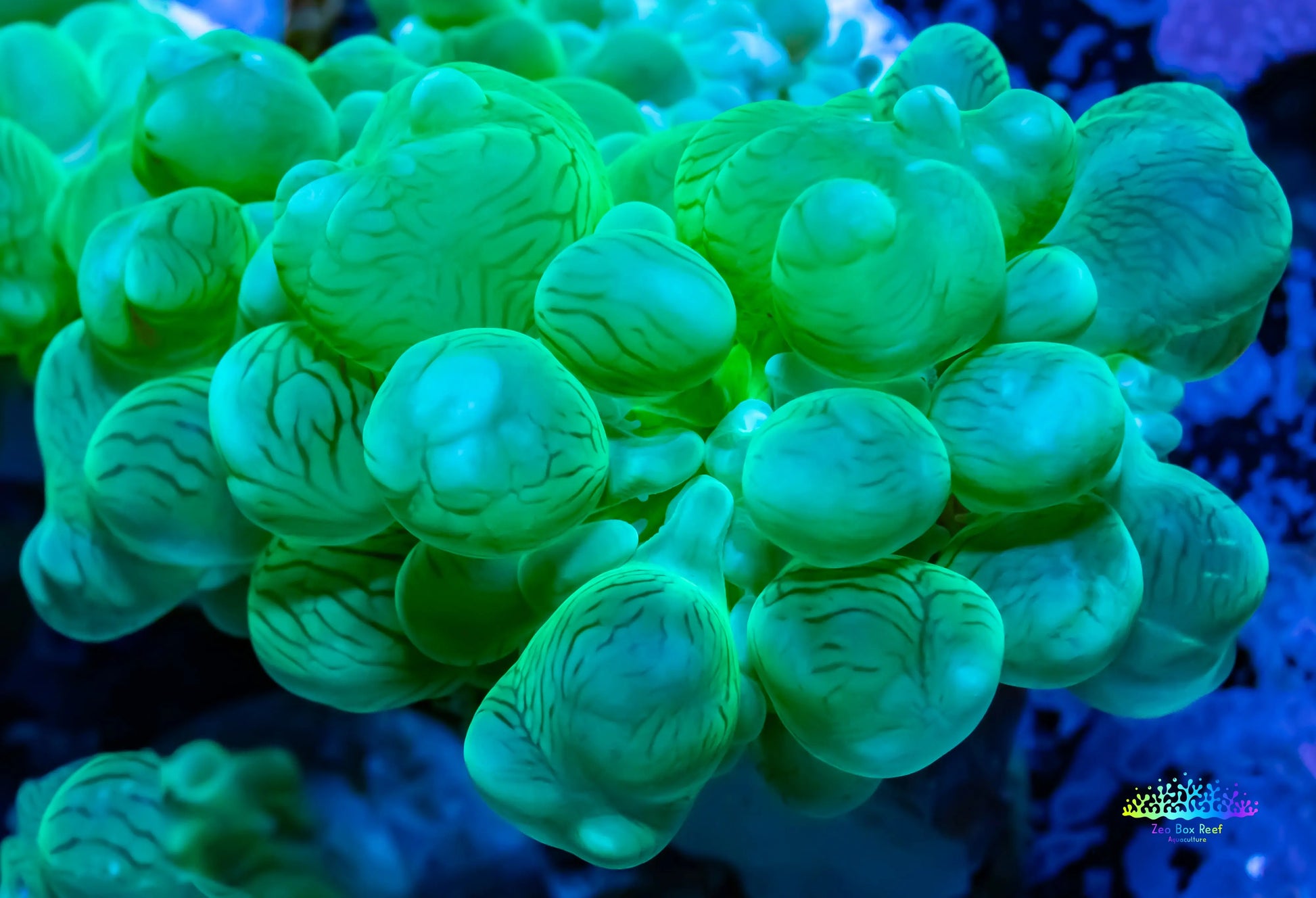 Buy Green Bubble Coral Frag Online - Zeo Box Reef Aquaculture
