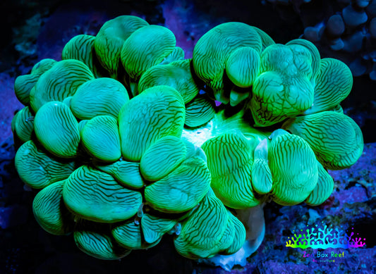 Bubble Coral- Green - Frag Bubble Coral- Green - Frag LPS Bubble Coral- Green - Frag Zeo Box Reef