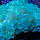 Bubble Coral- Green WYSIWYG 12cm Bubble Coral- Green WYSIWYG 12cm LPS Bubble Coral- Green WYSIWYG 12cm Zeo Box Reef
