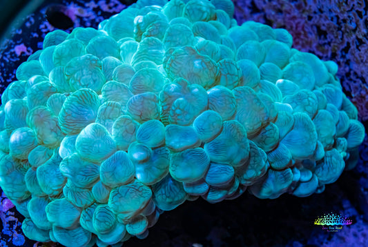 Bubble Coral- Green WYSIWYG 12cm Bubble Coral- Green WYSIWYG 12cm LPS Bubble Coral- Green WYSIWYG 12cm Zeo Box Reef