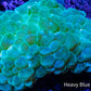 Bubble Coral- Green WYSIWYG 12cm Bubble Coral- Green WYSIWYG 12cm LPS Bubble Coral- Green WYSIWYG 12cm Zeo Box Reef