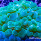 Bubble Coral- Green WYSIWYG 9cm Bubble Coral- Green WYSIWYG 9cm LPS Bubble Coral- Green WYSIWYG 9cm Zeo Box Reef