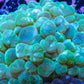 Bubble Coral- Green WYSIWYG 9cm Bubble Coral- Green WYSIWYG 9cm LPS Bubble Coral- Green WYSIWYG 9cm Zeo Box Reef