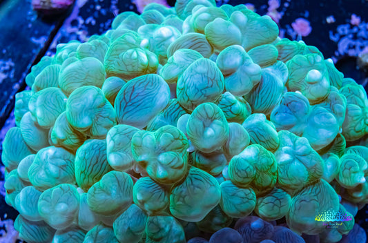 Bubble Coral- Green WYSIWYG 9cm Bubble Coral- Green WYSIWYG 9cm LPS Bubble Coral- Green WYSIWYG 9cm Zeo Box Reef