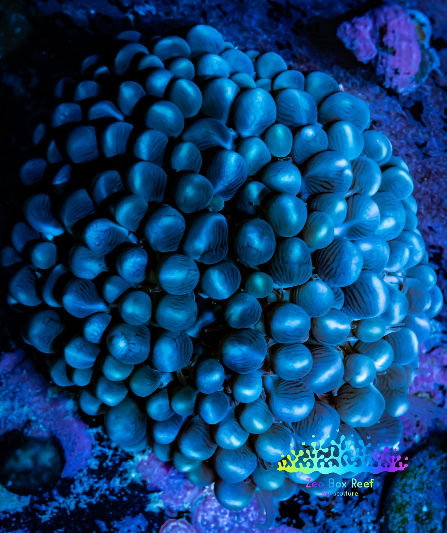 Bubble Coral- Purple 9cm WYSIWYG Bubble Coral- Purple 9cm WYSIWYG LPS Bubble Coral- Purple 9cm WYSIWYG Zeo Box Reef