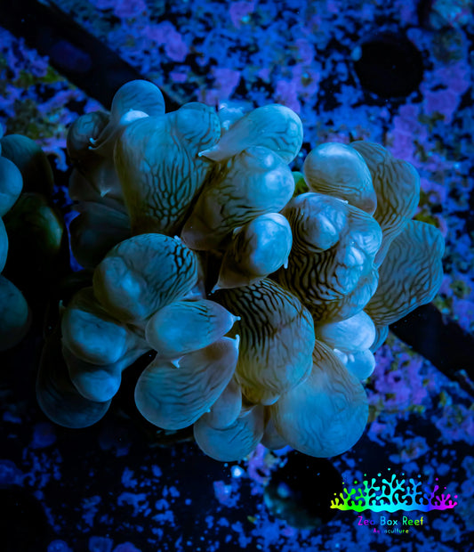 Bubble Coral- Purple - Frag Bubble Coral- Purple - Frag LPS Bubble Coral- Purple - Frag Zeo Box Reef