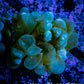 Bubble Coral- Purple - Frag Bubble Coral- Purple - Frag LPS Bubble Coral- Purple - Frag Zeo Box Reef