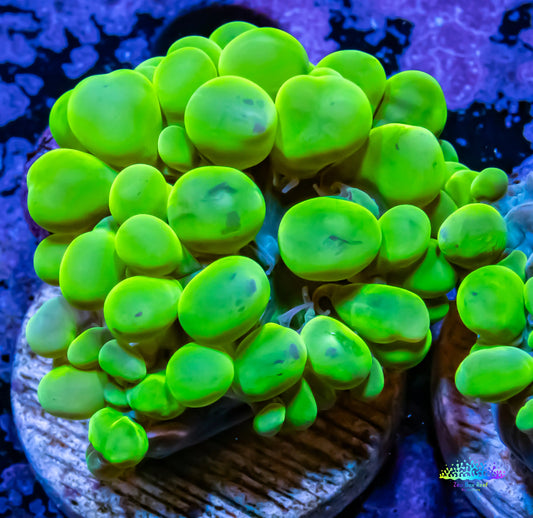 Bubble Coral lichtensteini- Toxic Green Frag Bubble Coral lichtensteini- Toxic Green Frag LPS Bubble Coral lichtensteini- Toxic Green Frag Zeo Box Reef