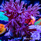 Capnella Coral  10cm Capnella Coral  10cm Soft Coral Capnella Coral  10cm Zeo Box Reef