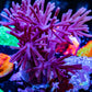 Capnella Coral  10cm Capnella Coral  10cm Soft Coral Capnella Coral  10cm Zeo Box Reef