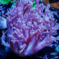 Capnella Coral  12cm Capnella Coral  12cm Soft Coral Capnella Coral  12cm Zeo Box Reef