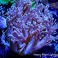 Capnella Coral  12cm Capnella Coral  12cm Soft Coral Capnella Coral  12cm Zeo Box Reef