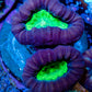 Caulastraea Coral - Candy Cane frag Purple & Green Caulastraea Coral - Candy Cane frag Purple & Green LPS Caulastraea Coral - Candy Cane frag Purple & Green Zeo Box Reef