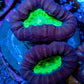 Caulastraea Coral - Candy Cane frag Purple & Green Caulastraea Coral - Candy Cane frag Purple & Green LPS Caulastraea Coral - Candy Cane frag Purple & Green Zeo Box Reef