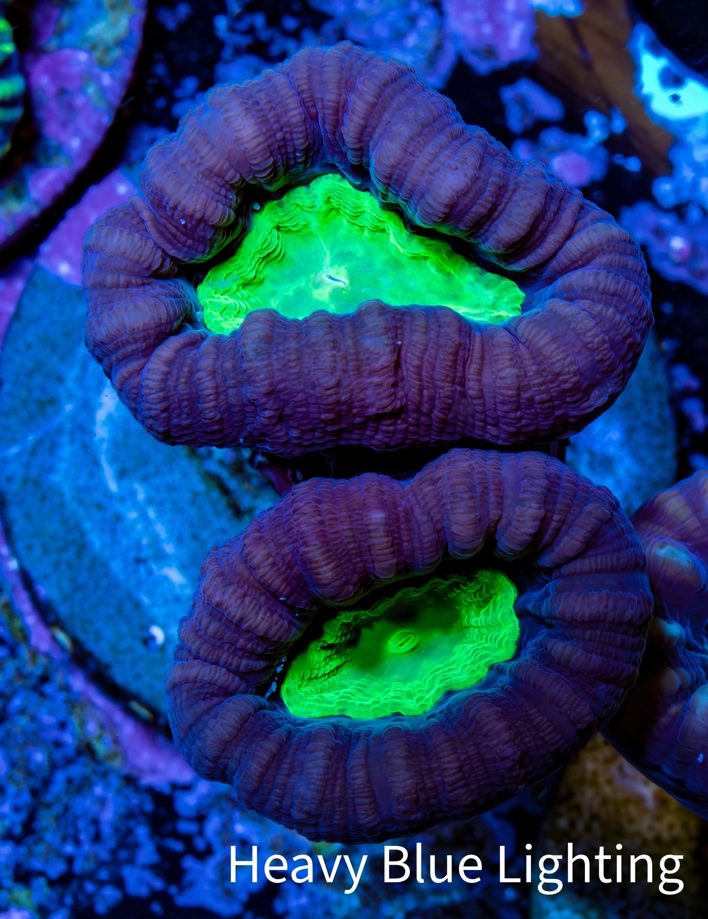 Caulastraea Coral - Candy Cane frag Purple & Green Caulastraea Coral - Candy Cane frag Purple & Green LPS Caulastraea Coral - Candy Cane frag Purple & Green Zeo Box Reef