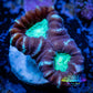 Caulastraea Coral - Pin Wheel Candy Cane Coral frag Caulastraea Coral - Pin Wheel Candy Cane Coral frag LPS Caulastraea Coral - Pin Wheel Candy Cane Coral frag Zeo Box Reef