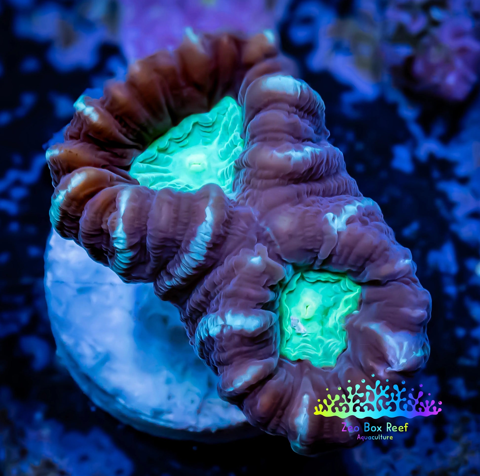 Caulastraea Coral - Pin Wheel Candy Cane Coral frag Caulastraea Coral - Pin Wheel Candy Cane Coral frag LPS Caulastraea Coral - Pin Wheel Candy Cane Coral frag Zeo Box Reef