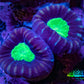 Caulastraea Coral - Purple & Green Candy Cane frag Caulastraea Coral - Purple & Green Candy Cane frag LPS Caulastraea Coral - Purple & Green Candy Cane frag Zeo Box Reef