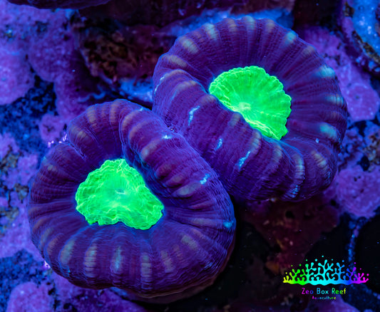 Caulastraea Coral - Purple & Green Candy Cane frag Caulastraea Coral - Purple & Green Candy Cane frag LPS Caulastraea Coral - Purple & Green Candy Cane frag Zeo Box Reef