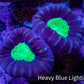 Caulastraea Coral - Purple & Green Candy Cane frag Caulastraea Coral - Purple & Green Candy Cane frag LPS Caulastraea Coral - Purple & Green Candy Cane frag Zeo Box Reef