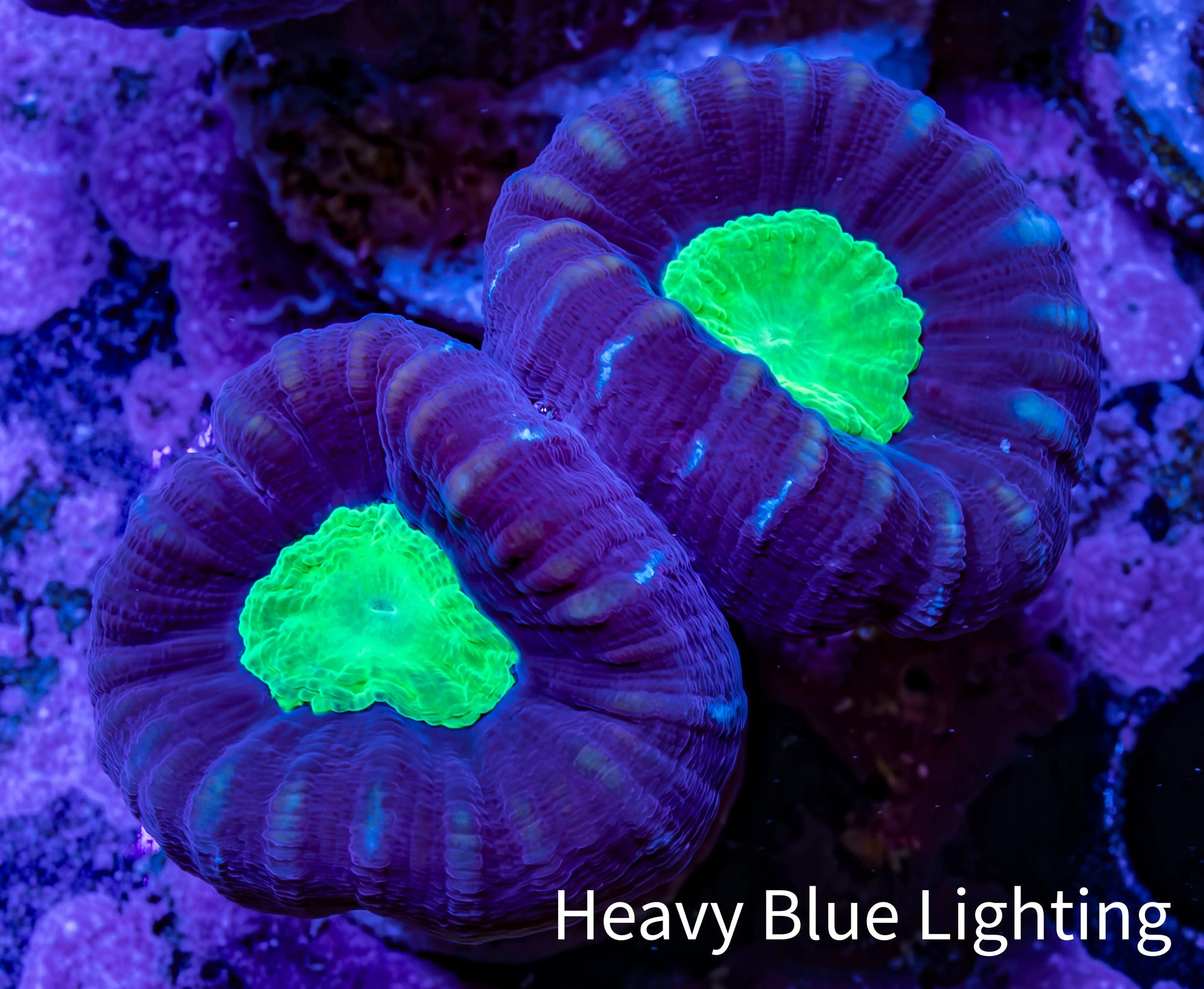 Caulastraea Coral - Purple & Green Candy Cane frag Caulastraea Coral - Purple & Green Candy Cane frag LPS Caulastraea Coral - Purple & Green Candy Cane frag Zeo Box Reef