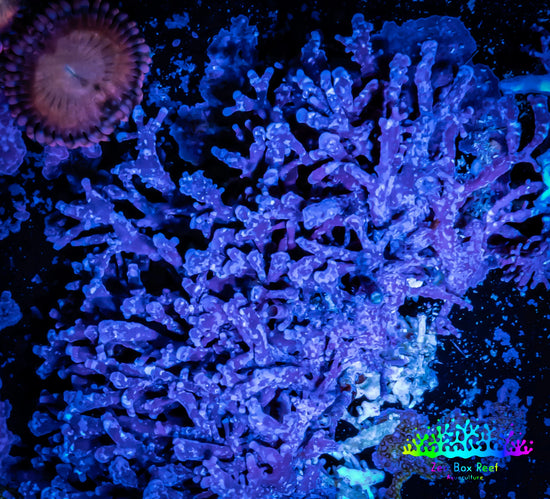 Premium Chaetomorpha - Top-Quality Chaeto Macro Algae for Sale at Zeo ...