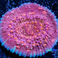 Chalice Coral-   WYSIWYG 6cm Chalice Coral-   WYSIWYG 6cm LPS Chalice Coral-   WYSIWYG 6cm Zeo Box Reef