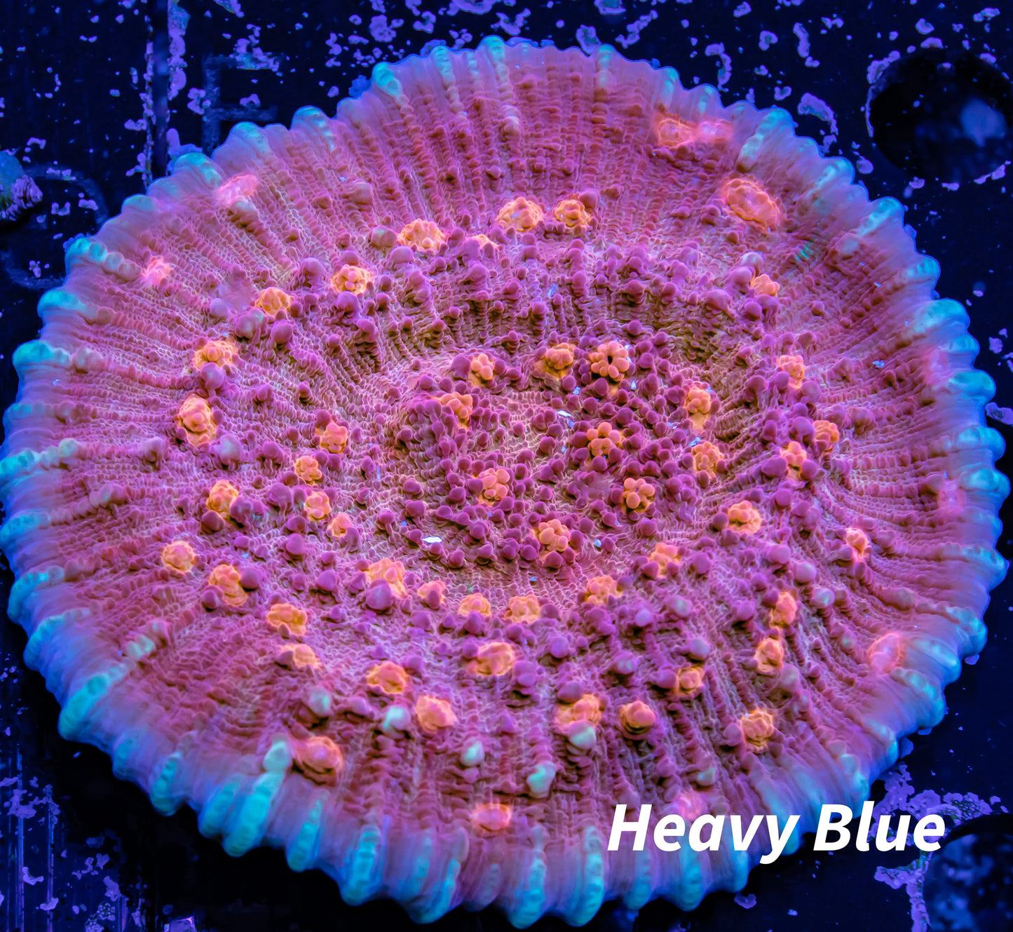 Chalice Coral-   WYSIWYG 6cm Chalice Coral-   WYSIWYG 6cm LPS Chalice Coral-   WYSIWYG 6cm Zeo Box Reef