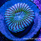 Chalice Coral-   WYSIWYG Frag Chalice Coral-   WYSIWYG Frag LPS Chalice Coral-   WYSIWYG Frag Zeo Box Reef