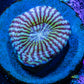 Chalice Coral-   WYSIWYG Frag Chalice Coral-   WYSIWYG Frag LPS Chalice Coral-   WYSIWYG Frag Zeo Box Reef