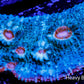 Chalice Coral-   WYSIWYG Frag Chalice Coral-   WYSIWYG Frag LPS Chalice Coral-   WYSIWYG Frag Zeo Box Reef