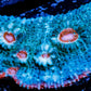 Chalice Coral-   WYSIWYG Frag Chalice Coral-   WYSIWYG Frag LPS Chalice Coral-   WYSIWYG Frag Zeo Box Reef