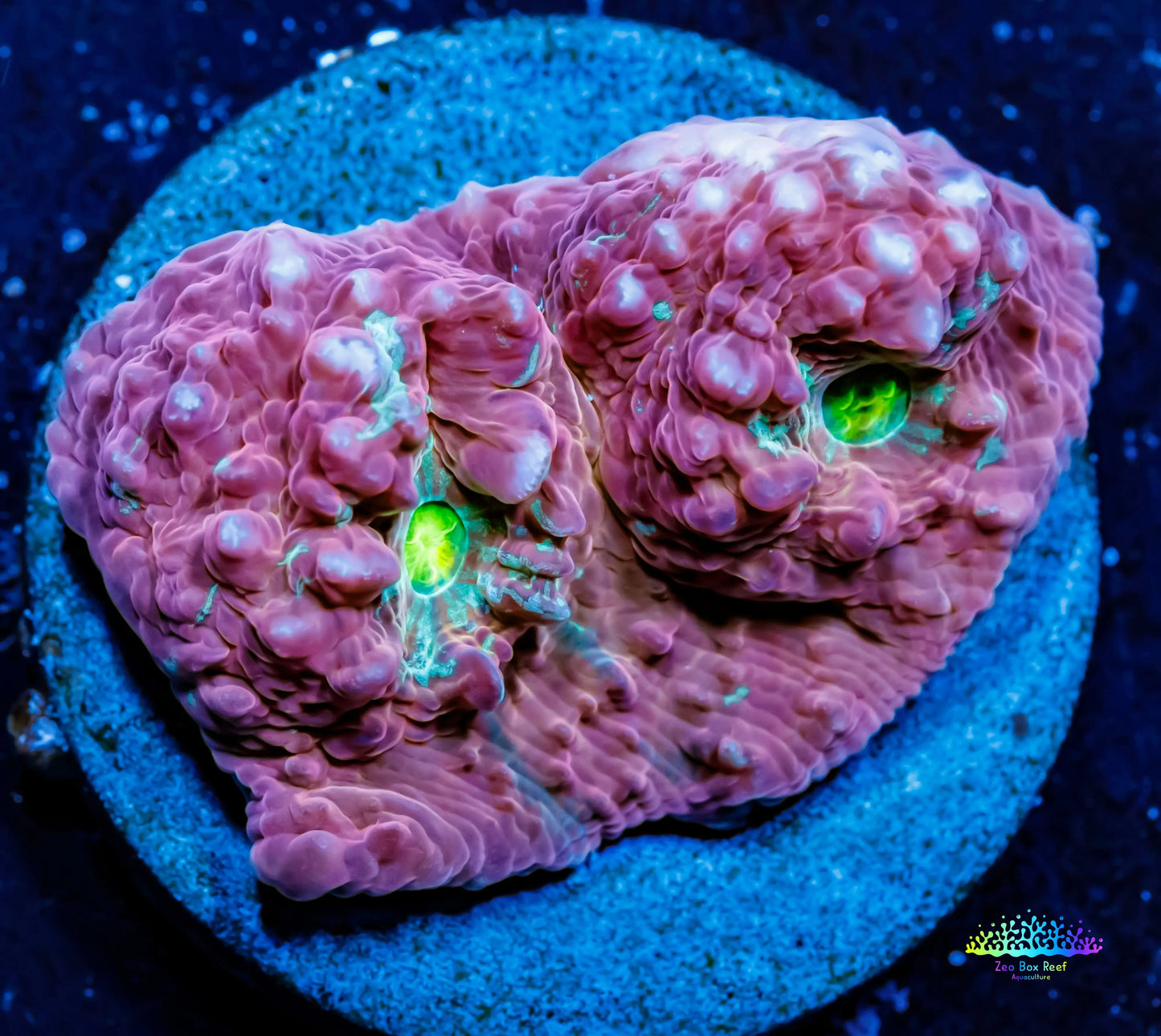 Chalice Coral-   WYSIWYG Frag Chalice Coral-   WYSIWYG Frag LPS Chalice Coral-   WYSIWYG Frag Zeo Box Reef