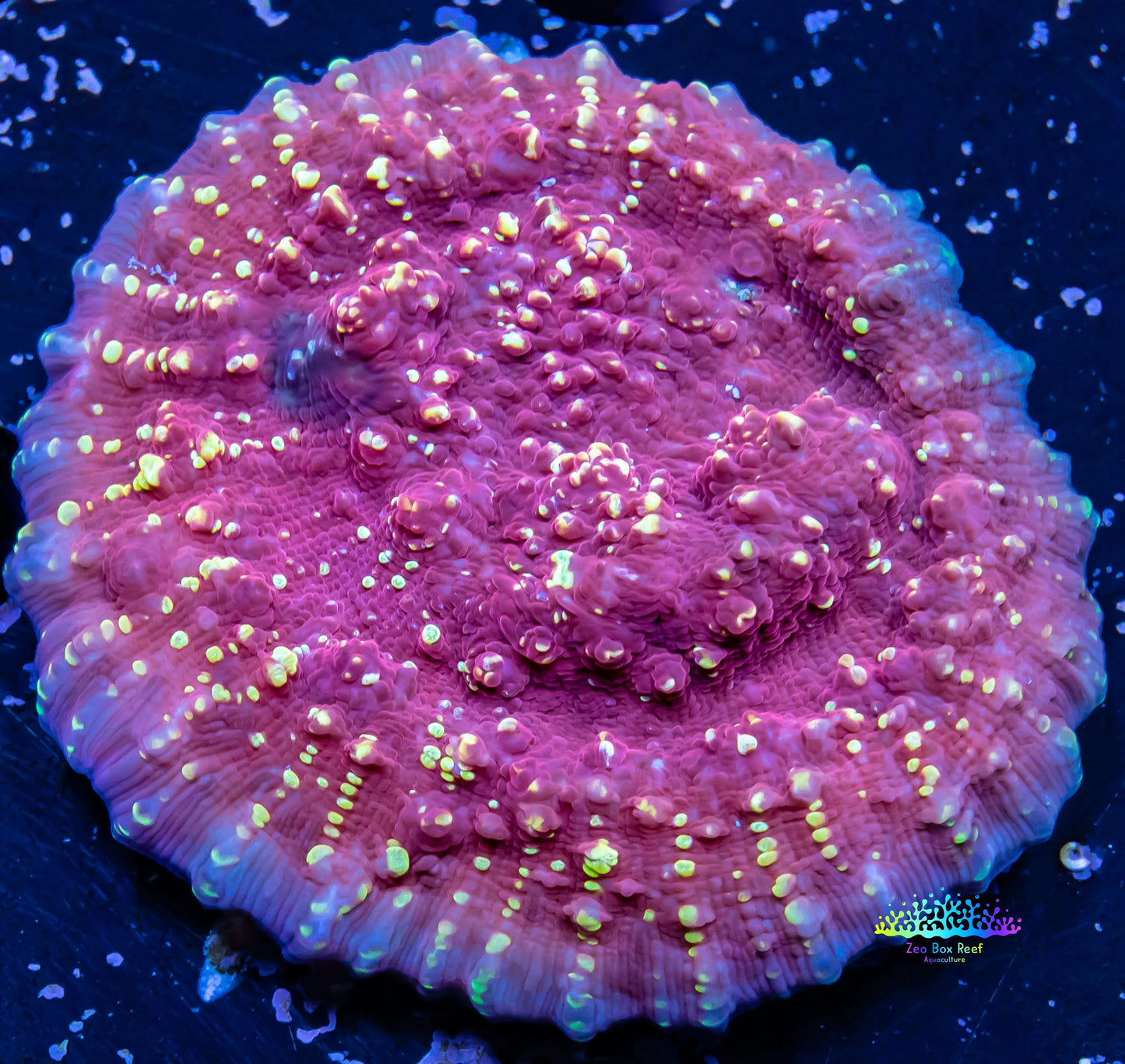 Chalice Coral-  Flame Thrower  Chalice WYSIWYG 5cm Chalice Coral-  Flame Thrower  Chalice WYSIWYG 5cm LPS Chalice Coral-  Flame Thrower  Chalice WYSIWYG 5cm Zeo Box Reef