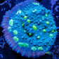 Chalice Coral-  Hollywood Stunner  Chalice WYSIWYG 5cm Chalice Coral-  Hollywood Stunner  Chalice WYSIWYG 5cm LPS Chalice Coral-  Hollywood Stunner  Chalice WYSIWYG 5cm Zeo Box Reef